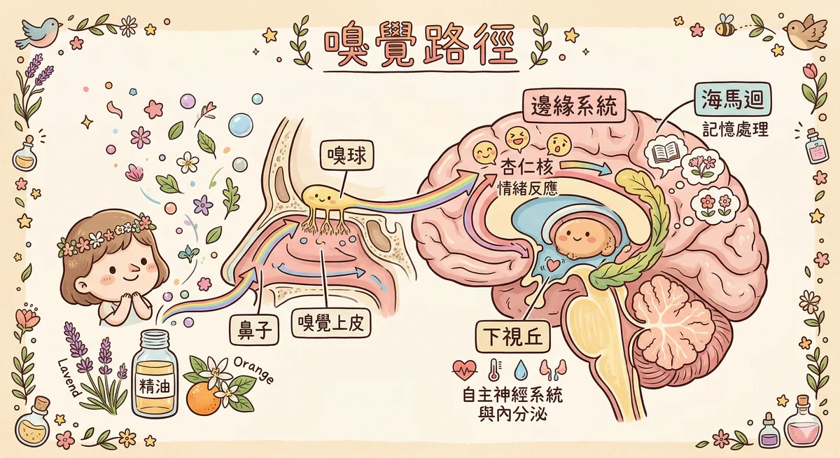 嗅覺路徑